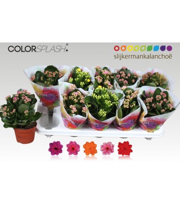 Kalanchoe pot de 10.50