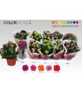 Kalanchoe pot de 10.50