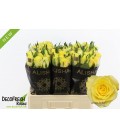 Rose Lemon strike 60 cm