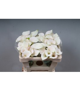 Calla Capt Ventura 50 cm