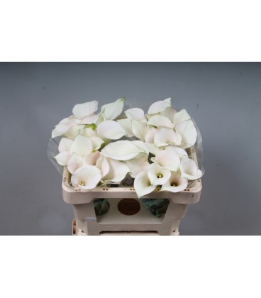 Calla Capt Ventura 50 cm
