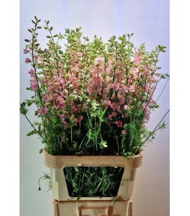Pied d'Alouette Rose Claire 90 Cm