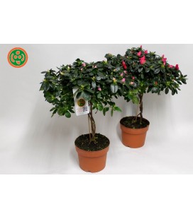 Azalée tige 27/30 cm pot de 19 H50 