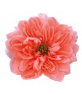Rose Equat Dragonfly 50 cm x 25