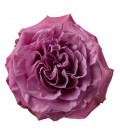 Rose equat Purple crown 50 cm x 25