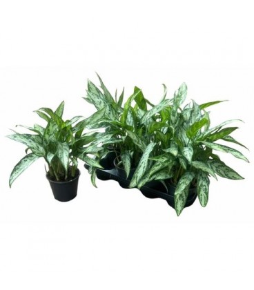 Aglaonema Silver Queen Ø 11