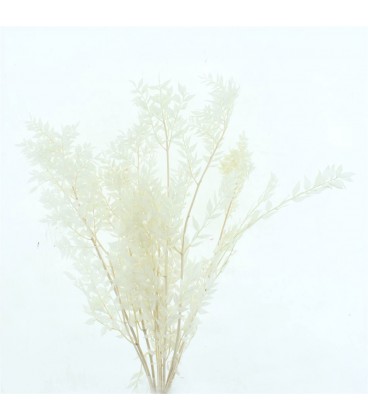 Ruscus Stab Soft blu 70 cm x 10