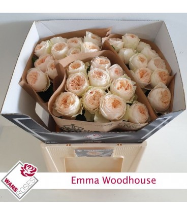 Rose Emma Woodhouse 60 cm