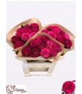 Rose Cherry Velvet 60 cm