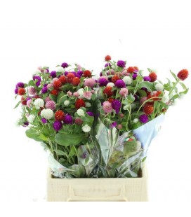 Gonphrenia mix dans botte 45 cm