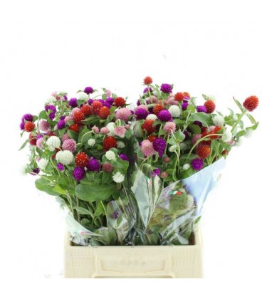 Gonphrenia mix dans botte 45 cm