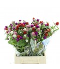 Gonphrenia mix dans botte 45 cm