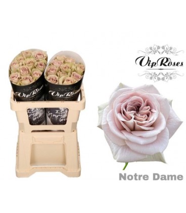 Rose Notre Dame 50 cm