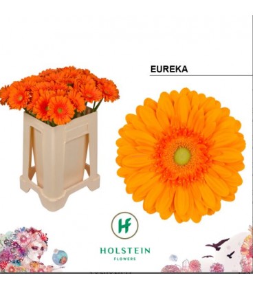 Gerbera Eureka 