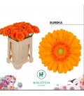 Gerbera Eureka 