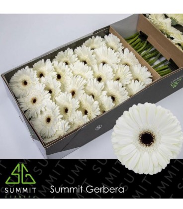 Gerbera Owen 