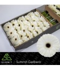 Gerbera Owen 