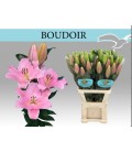 Lys Or Boudoir 100 cm