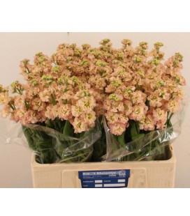 Giroflée Impala Apricot 60 cm