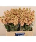 Giroflée Impala Apricot 60 cm