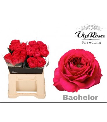 Rose Bachelor 40 cm
