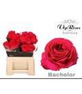Rose Bachelor 40 cm