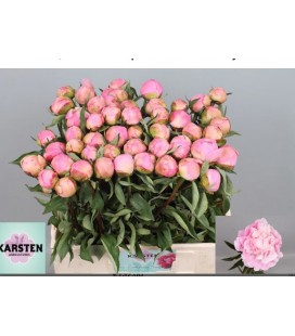 Pivoine Cath fontijn 60 cm