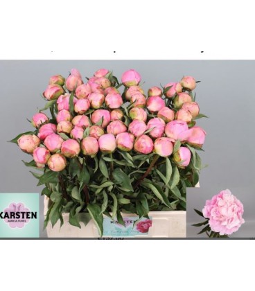 Pivoine Cath fontijn 60 cm
