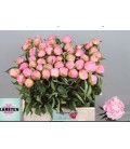 Pivoine Cath fontijn 60 cm