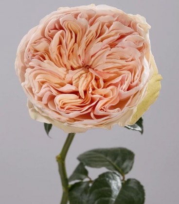 Rose Equat Tip Top 50 cm x 25