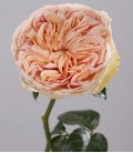 Rose Equat Tip Top 50 cm x 25