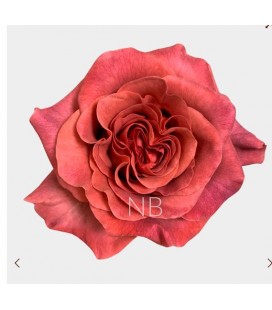 Rose equat Razzmatazz 60 cm x 25