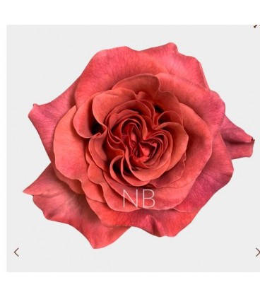 Rose equat Razzmatazz 60 cm x 25