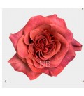Rose equat Razzmatazz 60 cm x 25