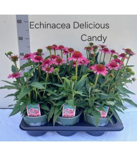 Echinacée Sensation pink Ø 17