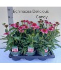 Echinacée Sensation pink Ø 17