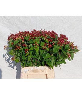 Hypericum Mag Excellent 50 cm
