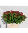 Hypericum Mag Excellent 50 cm