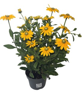Rudbeckia sunbeck pot 21 h 75
