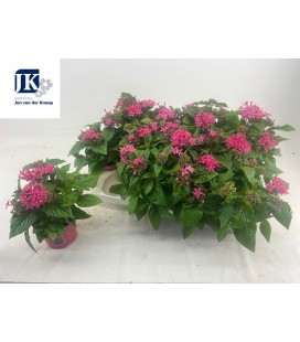 Pentas Graffi pink Ø 13