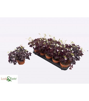 Oxalis triangularis Ø 12