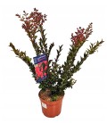 Lagestroemia pot de 20 h 45 