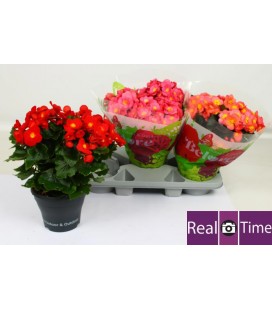 Begonia Belove mix  Ø 19