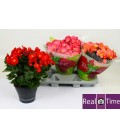 Begonia Belove mix  Ø 19
