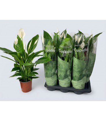 Spathiphyllium Bingo cup Ø 17 h 70