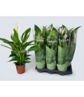 Spathiphyllium Bingo cup Ø 17 h 70