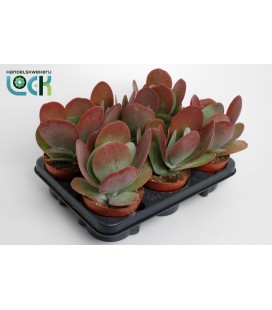 Kalanchoe Thyrsiflora pot de 12