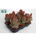 Kalanchoe Thyrsiflora pot de 12