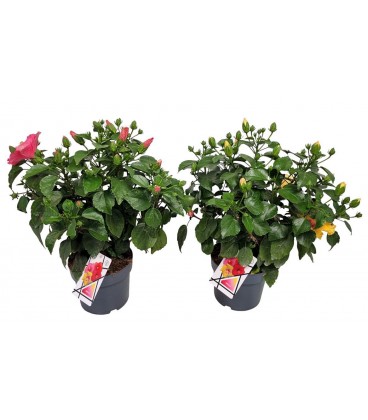 Hibiscus sinensis Ø 21
