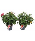 Hibiscus sinensis Ø 21
